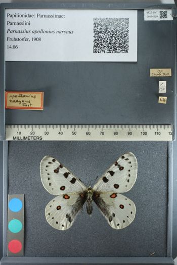 Media type: image;   Entomology 174229